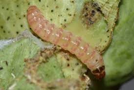 AI to Rescue Cotton Against Pink Bollworm