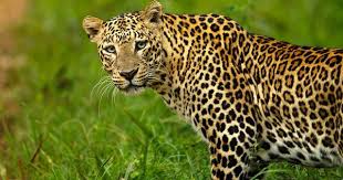 Indian Leopard Population Decline