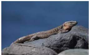 Invasive Species and Illegal Trade Threaten Reptiles and Cacti