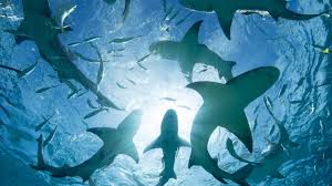 Dogfish Shark Squalus Hima