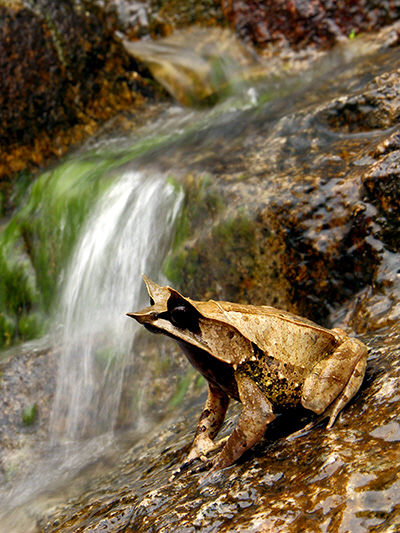 New Horned Frog Species