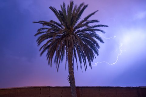 Odisha promotes Palm tree plantations to combat lightening