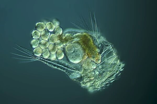 Small Animals ‘bdelloid rotifers acquire Antibiotic-Producing Genes from Bacteria
