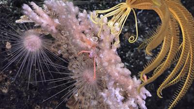 Deep-sea exploration in the Pacific Ocean