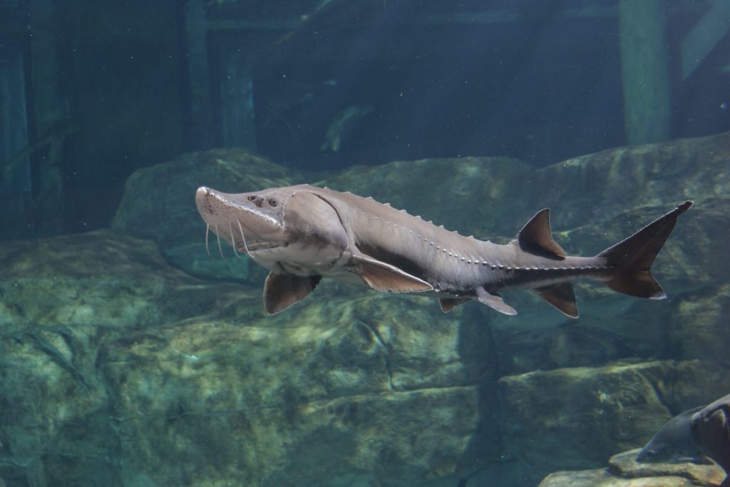 Sturgeon Fish