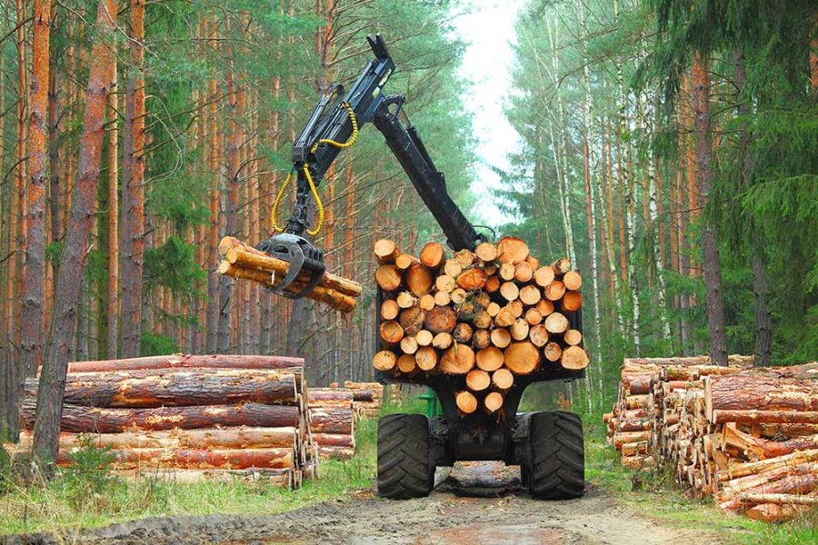 Global Wood Production Reaches Record High