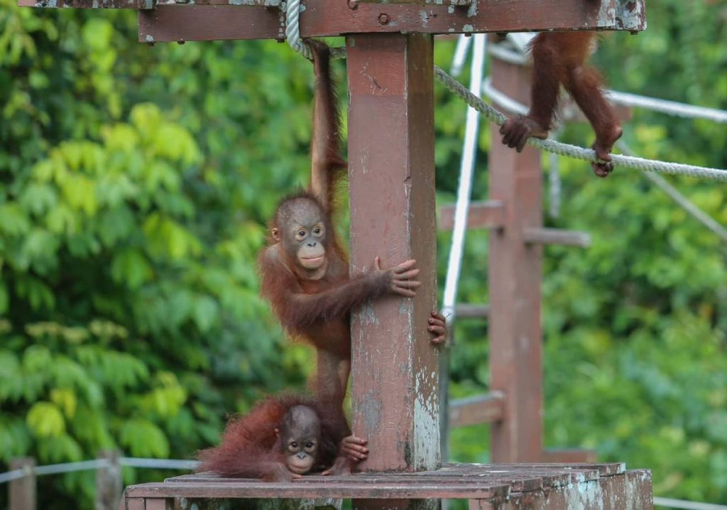Revised Orangutan Diplomacy of Malaysia