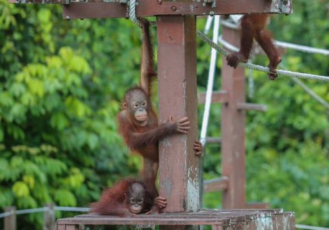 Revised Orangutan Diplomacy of Malaysia