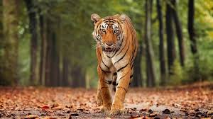 Guru Ghasidas-Tamor Pingla Tiger Reserve