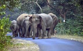 Maharashtra’s First Elephant Reserve