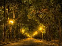 Artificial light at night impacts tree leaves