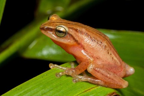 Endemic Malabar Tree Toad Population Decline