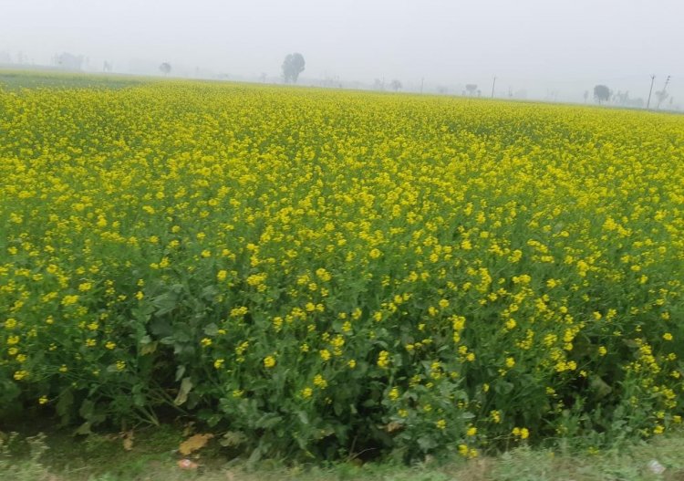 Stakeholders UrgeMoEFCC forGM Crops Policy Talks