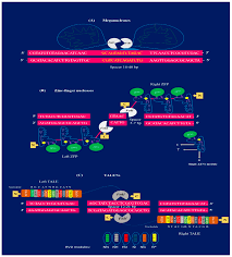 Breakthrough in Plant Genome Editing