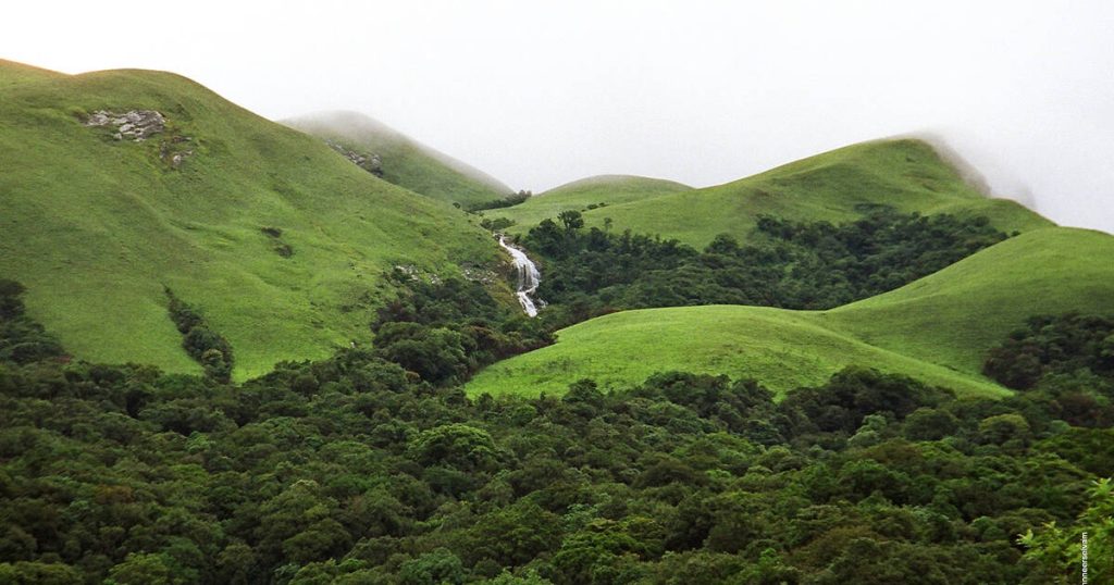 Mettukurinji of Western Ghats