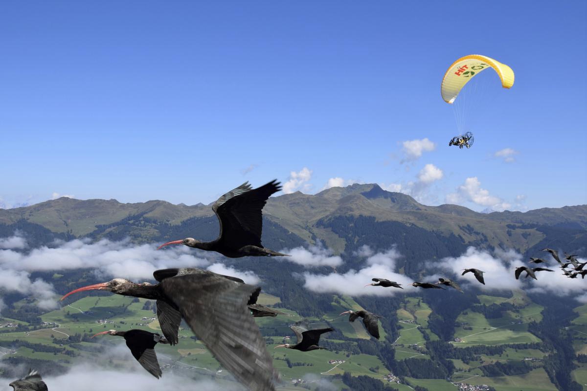 Northern Bald Ibis - UPSC Current Affairs 2025