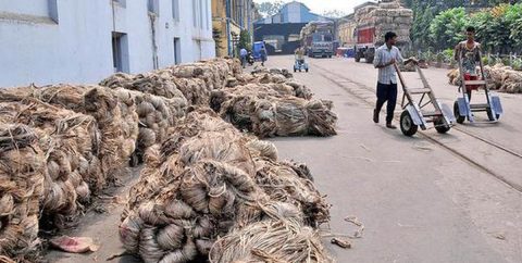 Jute production is estimated to be 20% less this year