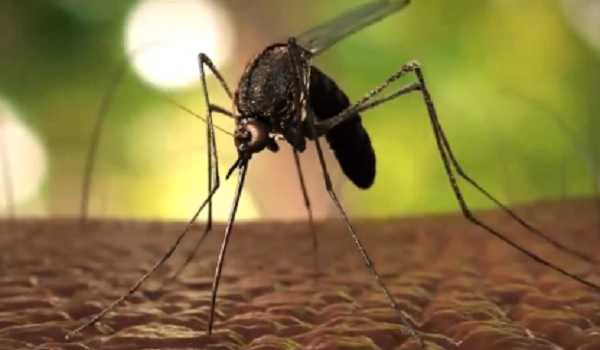 WHO Certifies Egypt As Malaria-Free