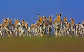 10th Wild Ass Population Estimation (WAPE)