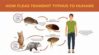 Murine Typhus