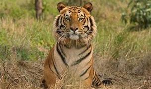 Bihar to get second tiger reserve in Kaimur district