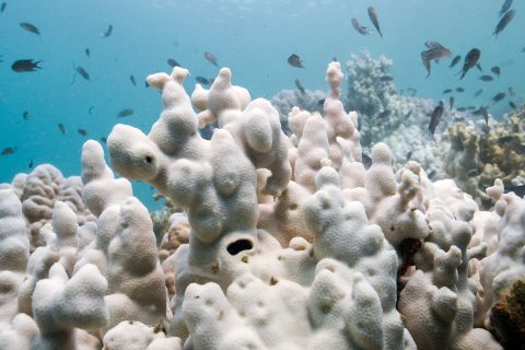 Fourth Global Coral Bleaching Widest and Fastest on Record