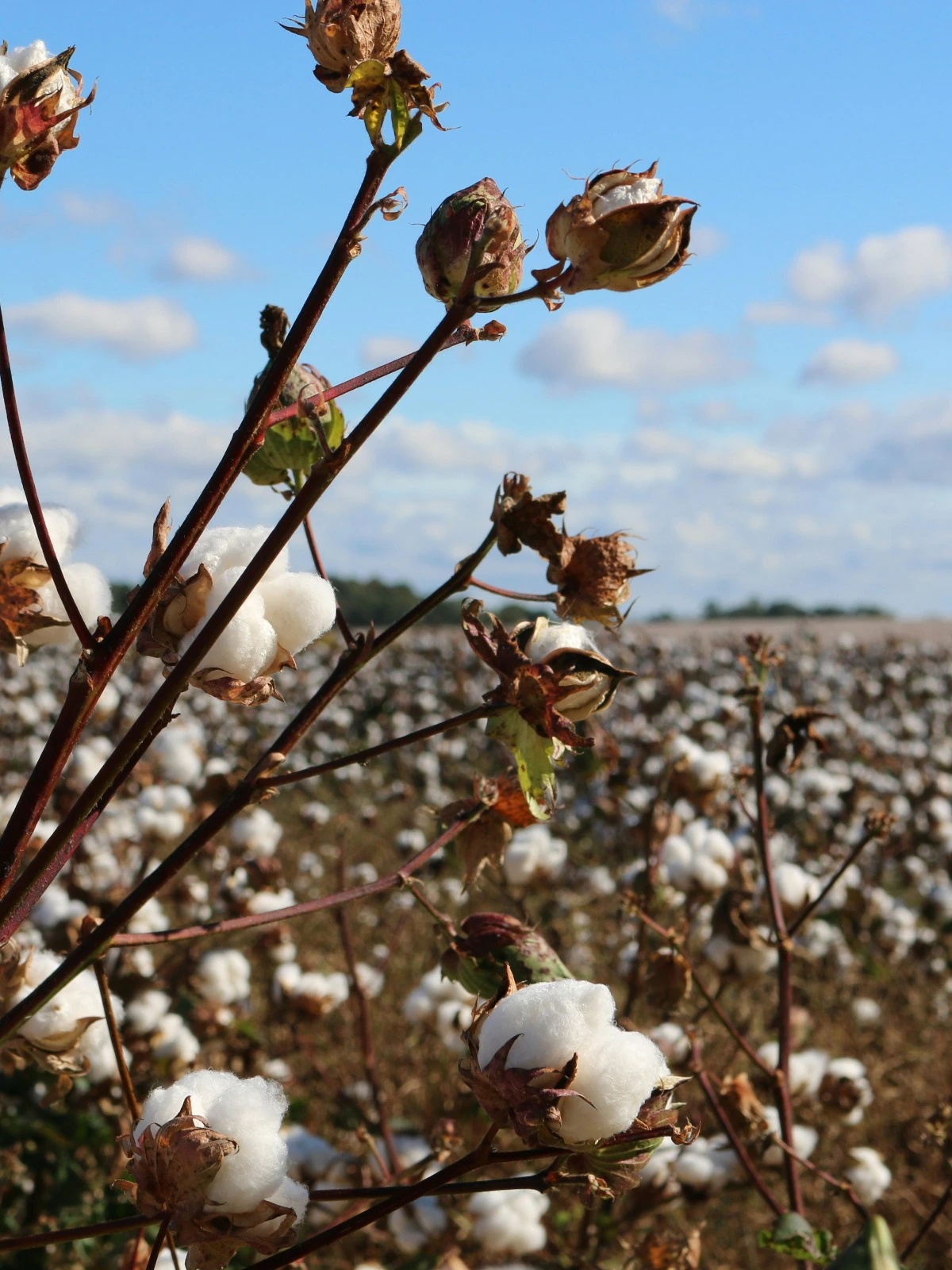 World Cotton Day 2024 Current Affairs UPSC