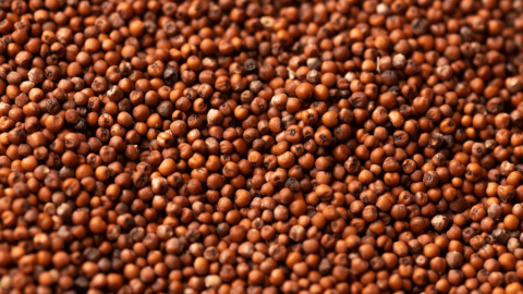 Kodo Millet