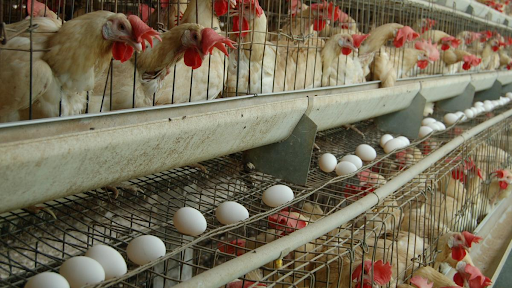 Basic Animal Husbandry Statistics 2024