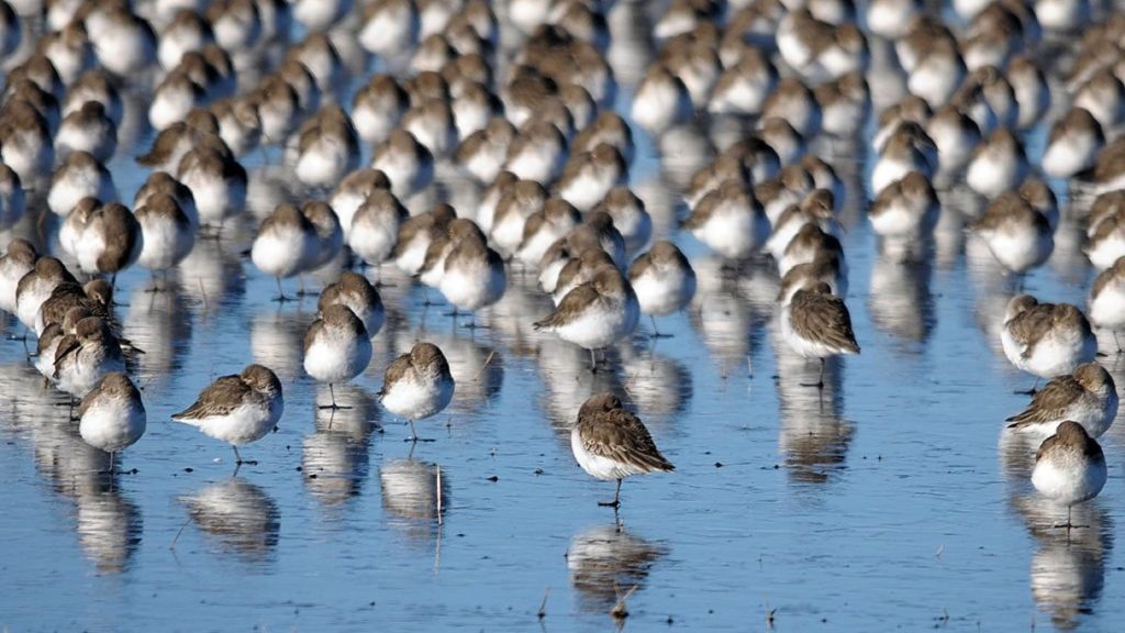 Dunlin (Calidris alpine)