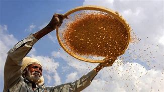 ₹69,000 crore vanishes in grain leakages in India