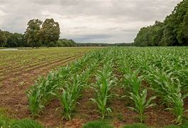 Created by Milan- Agriculture