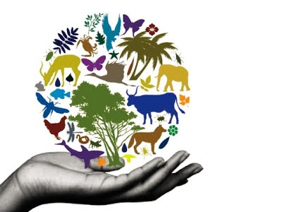 National Biodiversity Strategy and Action Plan (NBSAP)