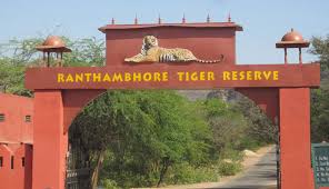Ranthambore National Park (RNP)