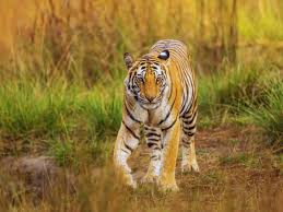 56th Tiger Reserve of India