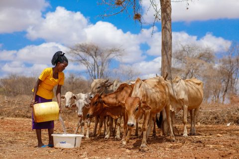 Global Strategy for Resilient Drylands (GSRD)