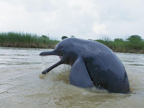 Gangetic Dolphin