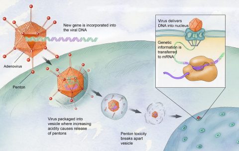 New Gene Therapy for ‘Haemophilia A’ Treatment