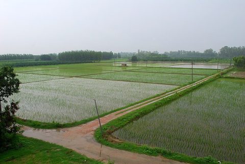 Operation Greens and Its Poor Implementation