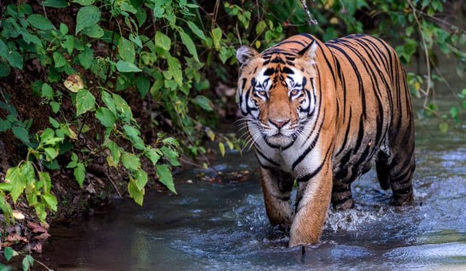Ratapani Tiger Reserve: 57th Tiger Reserve of the country
