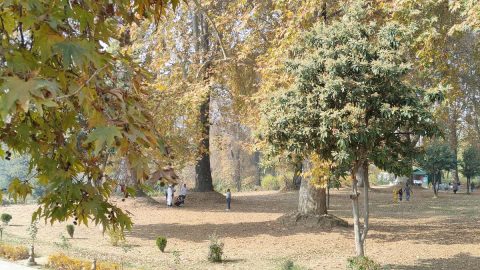 ‘Digital Tree Aadhar’ initiative