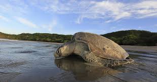 ऑलिव रिडले कछुए