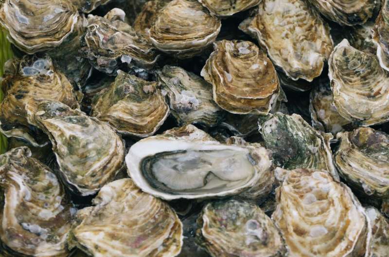 Oysters May Help Combat Antibiotic-Resistant Bacteria