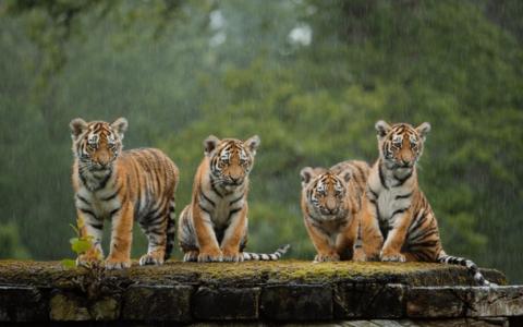 Tiger Population Doubled in a Decade