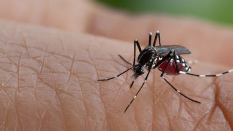 World Neglected Tropical Diseases (NTDs) Day 2025