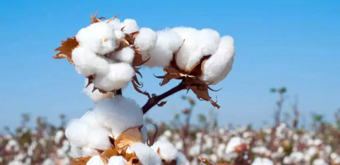 Extra-long staple (ELS) Cotton Production in India