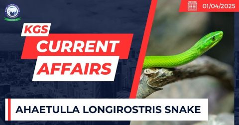 Ahaetulla Longirostris Snake