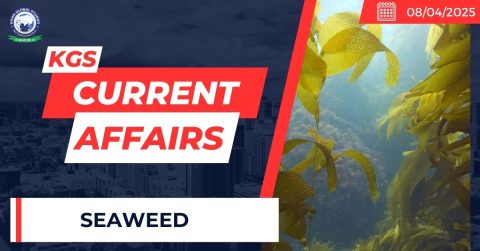 Seaweed
