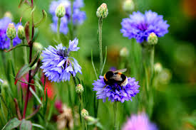 Urban Wildflowers may be passing toxins to pollinators