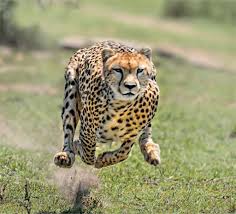 Cheetah Relocation